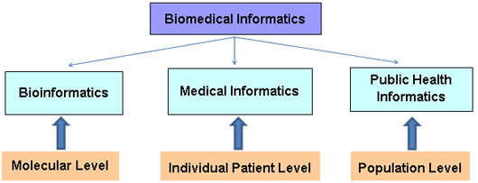 Breakdown of Biomedical Informatics term diagram